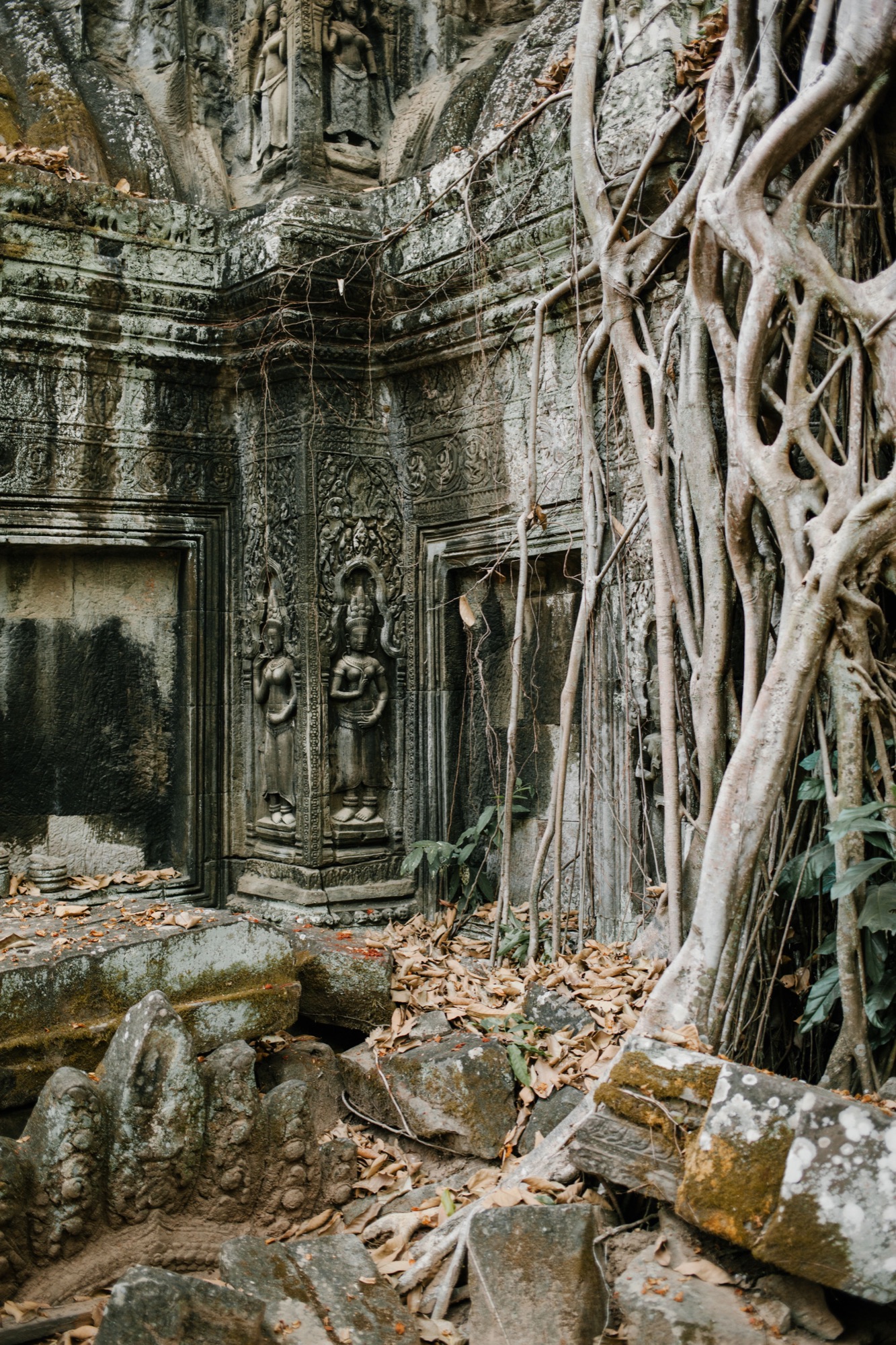 Temple de Ta Prohm envahi par la végétation, Angkor