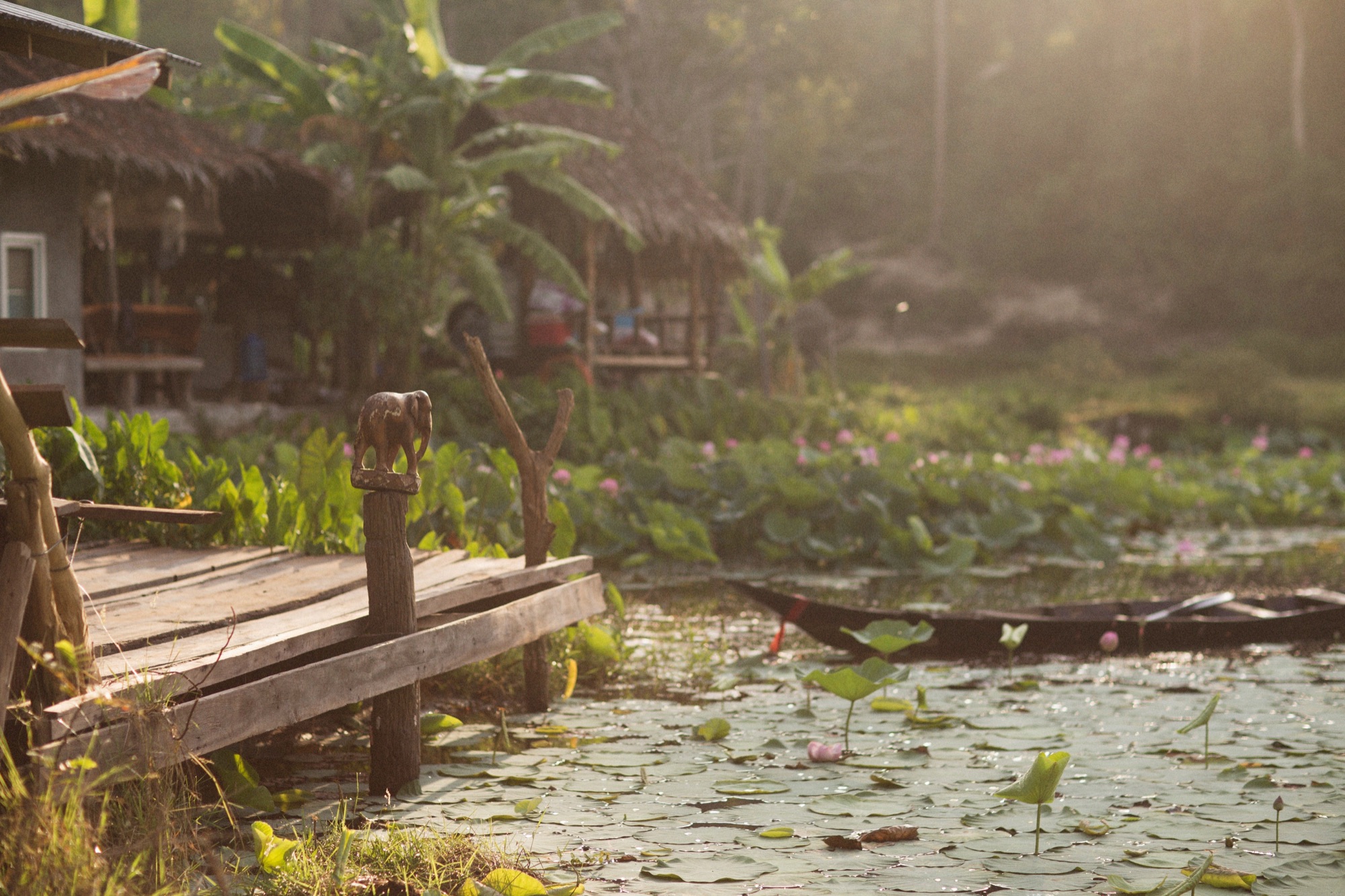 Étang de lotus au Laos dans la lumière du matin