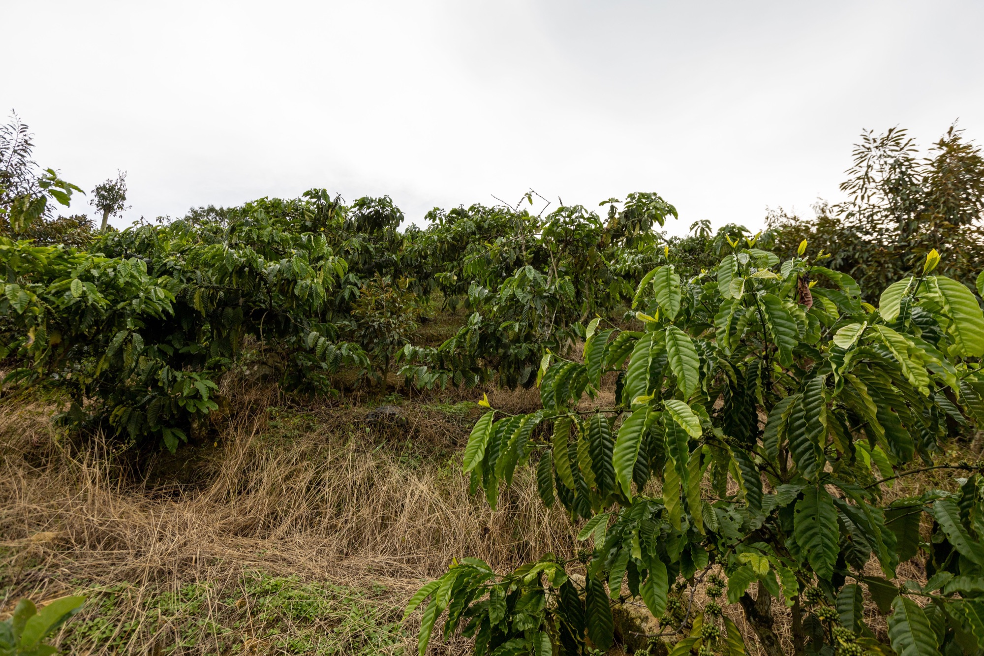 Plantation de café arabica sur le Plateau des Bolovens